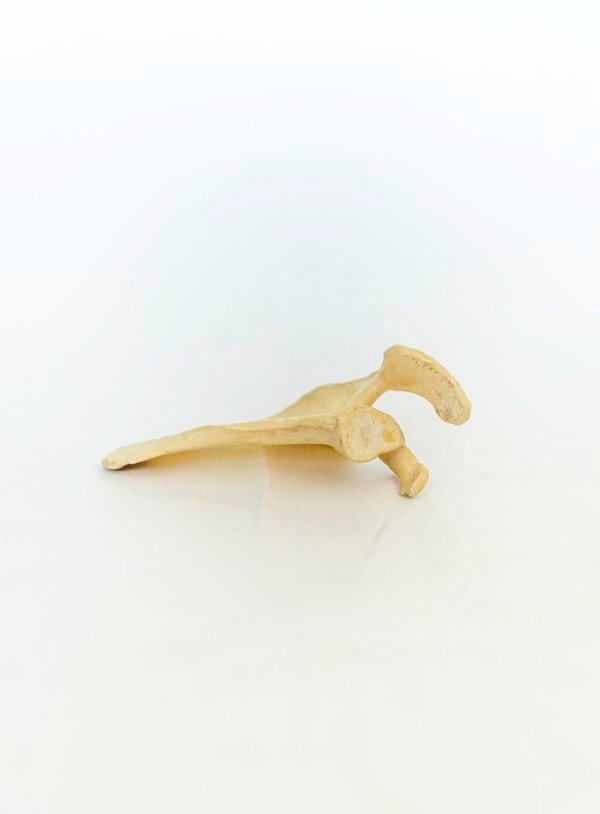 Scapulae With Light Patina - Image 2