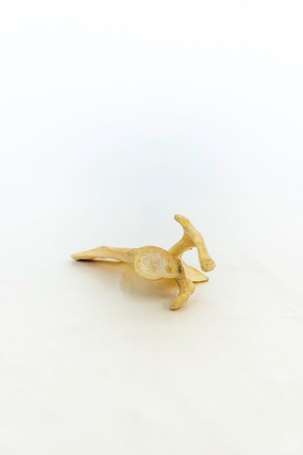 Scapulae With Light Patina - Image 3