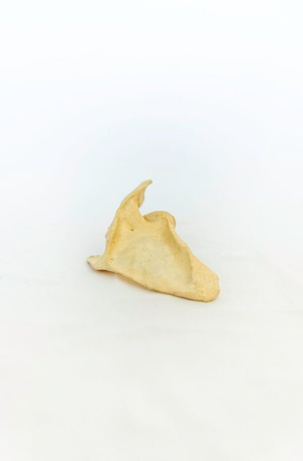 Scapulae With Light Patina - Image 4