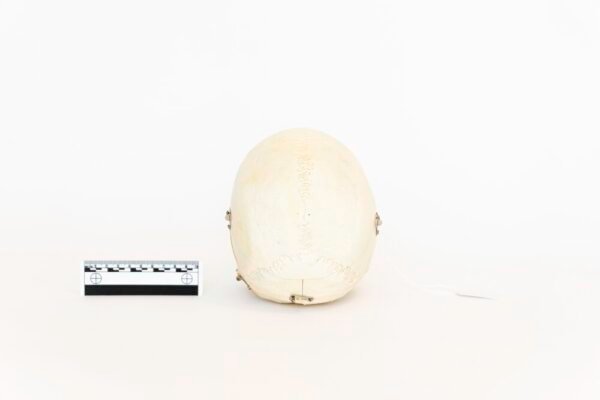 Demonstrative Skull (0057) - Image 4