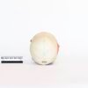 Explanatory Skull (0078) - Image 4
