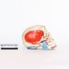 Explanatory Skull (0078) - Image 2