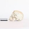 Explanatory Skull (0078) - Image 3