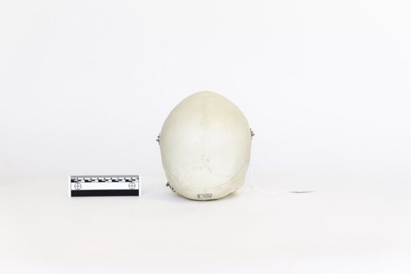 Demonstrative Skull (0079) - Image 4