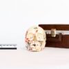 Explanatory Dental Skull (0086)