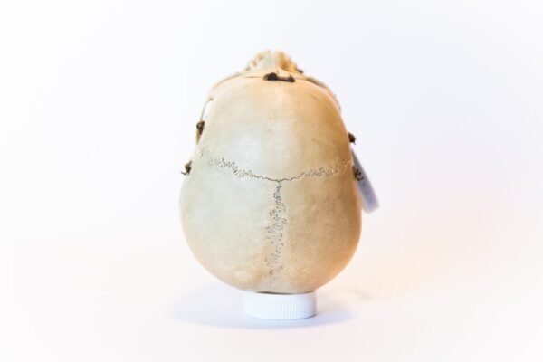 Demonstrative Skull (0090) - Image 4