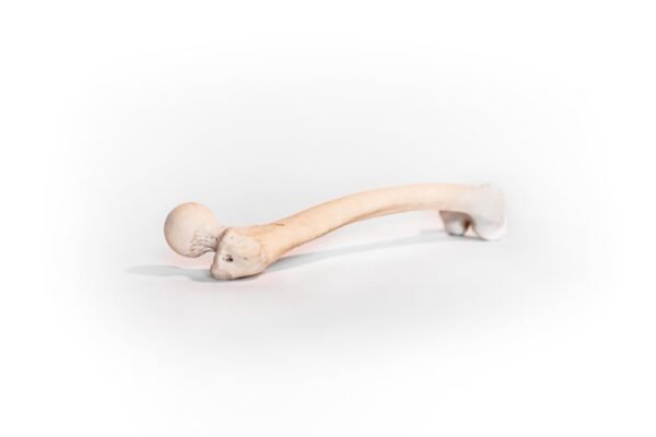 Femurs With Light Patina - Image 3