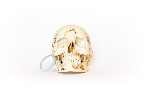 Vintage Demonstrative Skull (0116)
