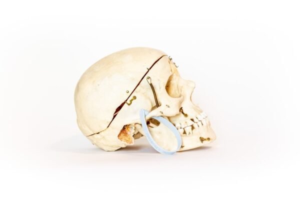Vintage Demonstrative Skull (0116) - Image 3