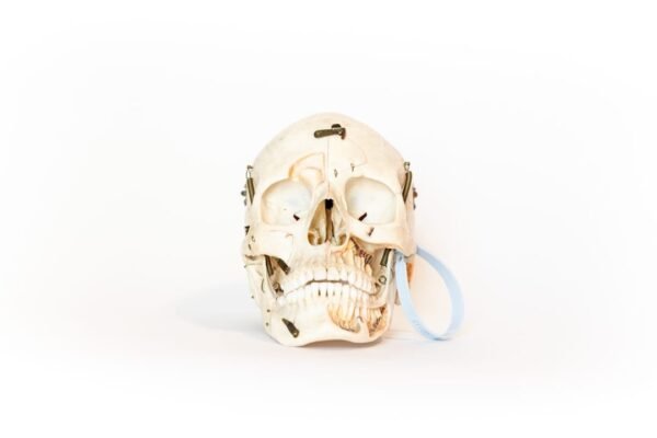 Vintage Demonstrative Skull (0117)