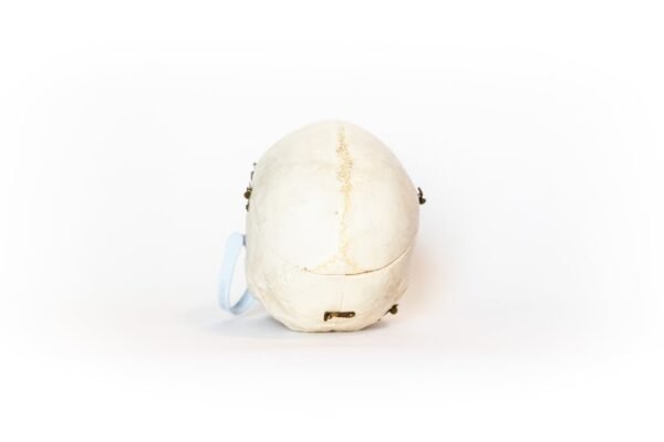 Vintage Demonstrative Skull (0117) - Image 4