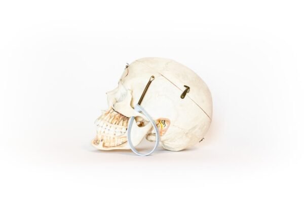 Vintage Demonstrative Skull (0117) - Image 2