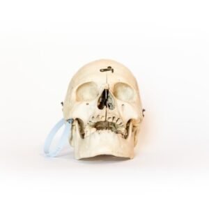Medical Skull With Bruxism (0123)