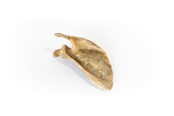 Scapulae With Dark Patina - Image 3