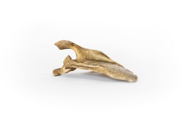 Scapulae With Dark Patina - Image 3