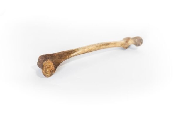 Femurs With Dark Patina - Image 3