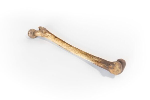 Femurs With Dark Patina - Image 4