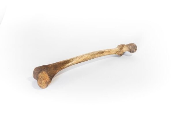 Femurs With Dark Patina - Image 2