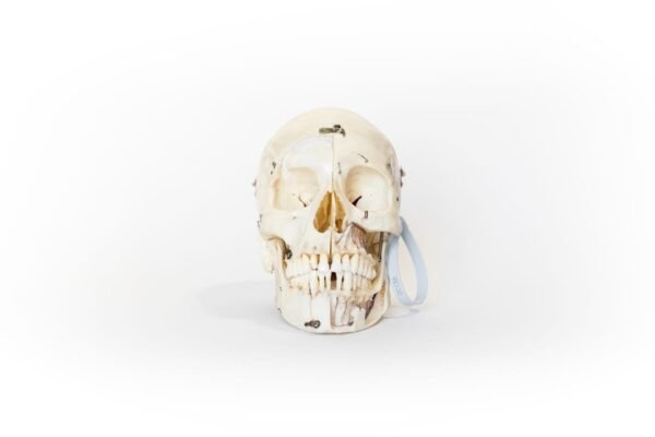 Demonstrative Skull (0138)