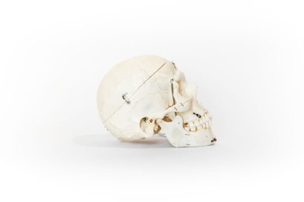Demonstrative Skull (0138) - Image 3
