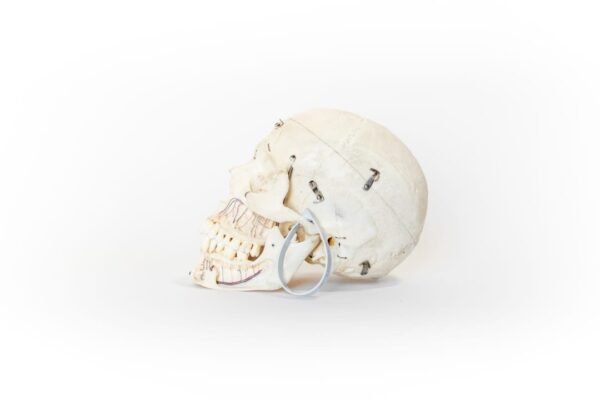Demonstrative Skull (0138) - Image 2