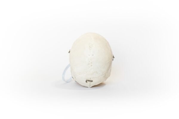 Demonstrative Skull (0138) - Image 4
