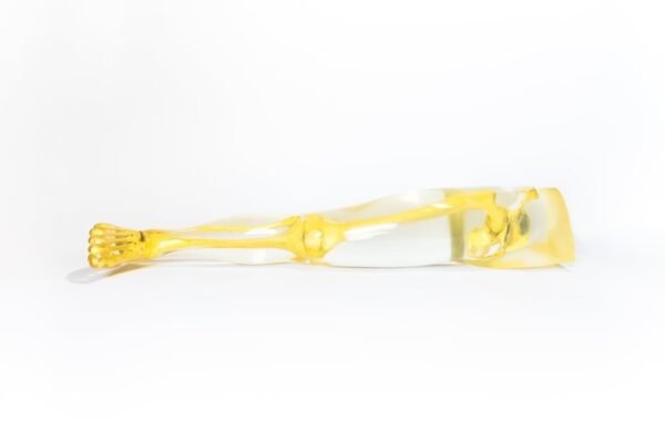 Phantom Leg And Pelvis - Image 3