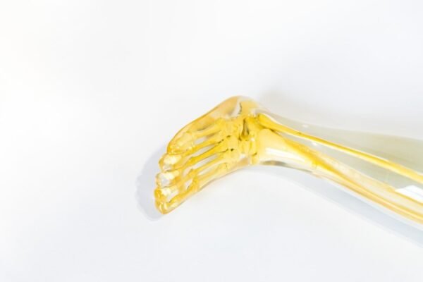 Phantom Leg And Pelvis - Image 4