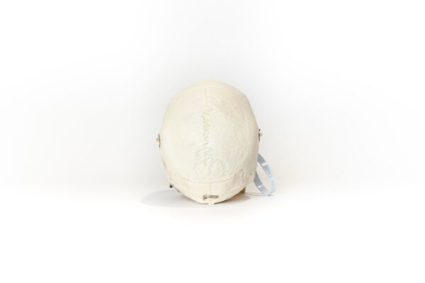 Demonstrative Skull (0156) - Image 4