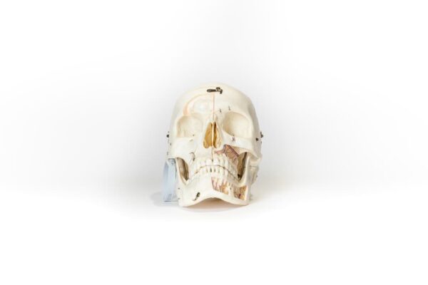 Demonstrative Skull (0156)