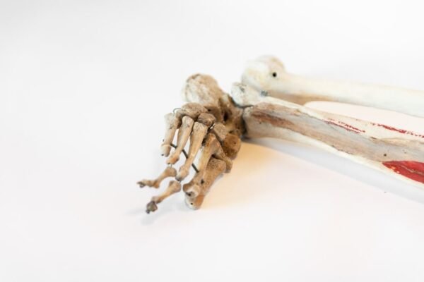 Right Human Leg - Image 2