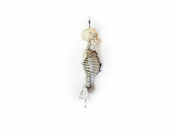 Human Torso and Skull (0913) - Image 2