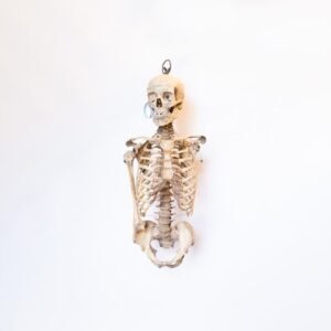 Oddfellows Medical Skeleton-Torso and Skull (0914)