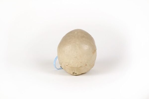 Demonstrative Skull (0173) - Image 4