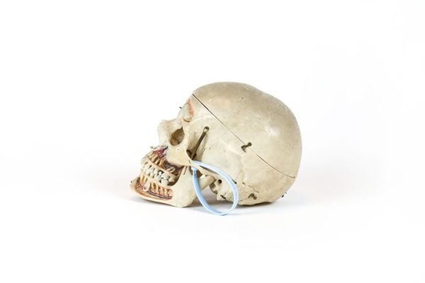 Demonstrative Skull (0173) - Image 2