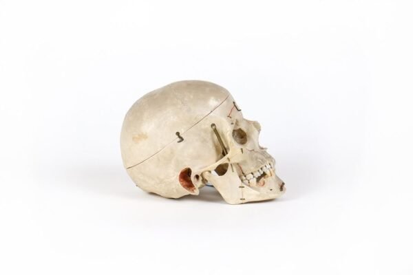 Demonstrative Skull (0173) - Image 3