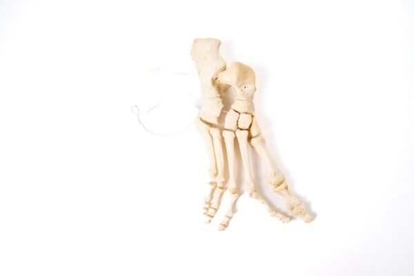 Articulated Foot (F-009)