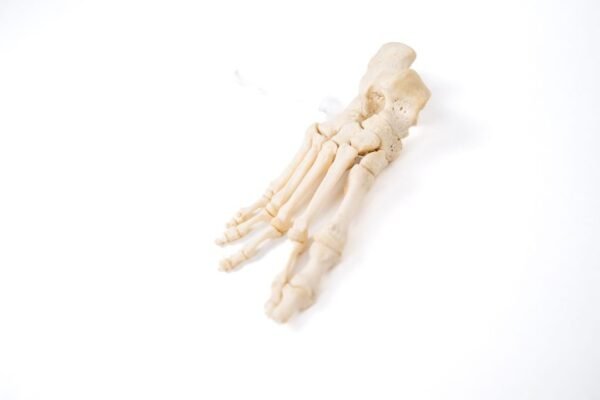 Articulated Foot (F-009) - Image 2