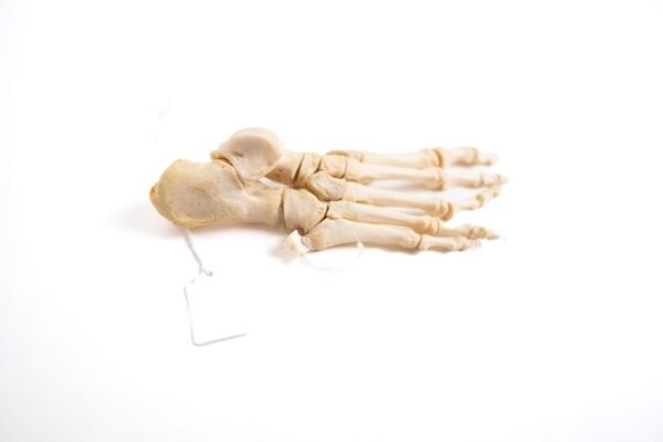 Articulated Foot (F-011) - Image 2