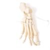 Articulated Foot (F-012) - Image 2