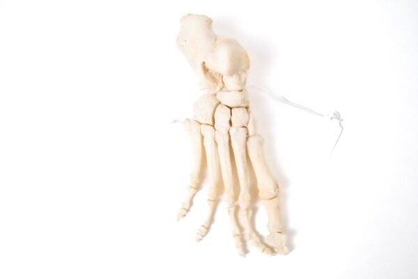 Articulated Foot (F-012) - Image 2
