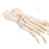 Articulated Foot (F-012)