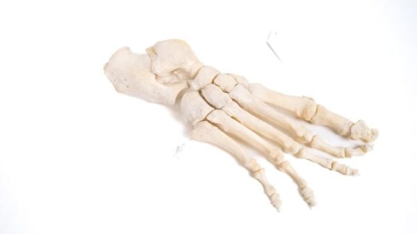 Articulated Foot (F-012)