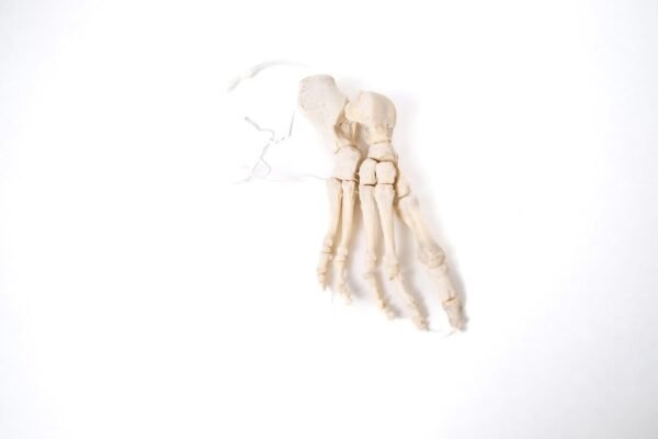 Articulated Foot (F-014)