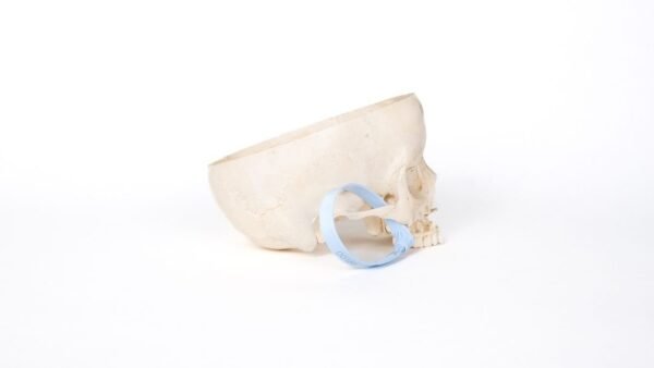 Pediatric Skull (0188) - Image 3