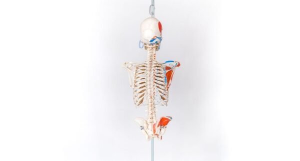 Explanatory Carolina Biological Supply Skeleton - Image 4