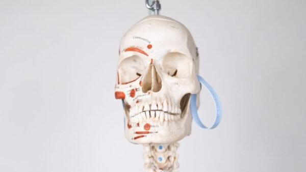 Explanatory Carolina Biological Supply Skeleton - Image 5