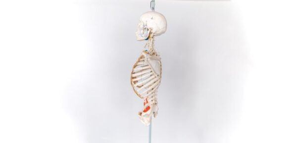 Explanatory Carolina Biological Supply Skeleton - Image 3