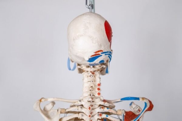 Explanatory Carolina Biological Supply Skeleton - Image 6