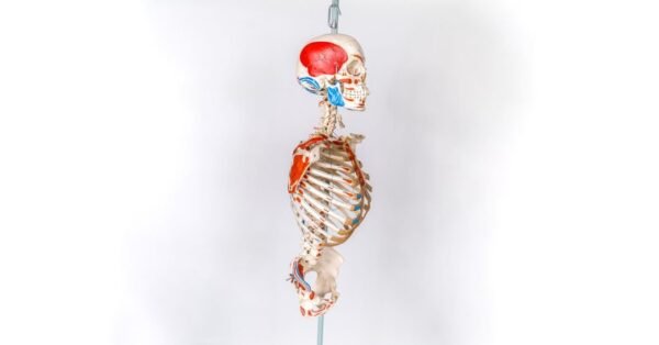 Explanatory Carolina Biological Supply Skeleton - Image 2